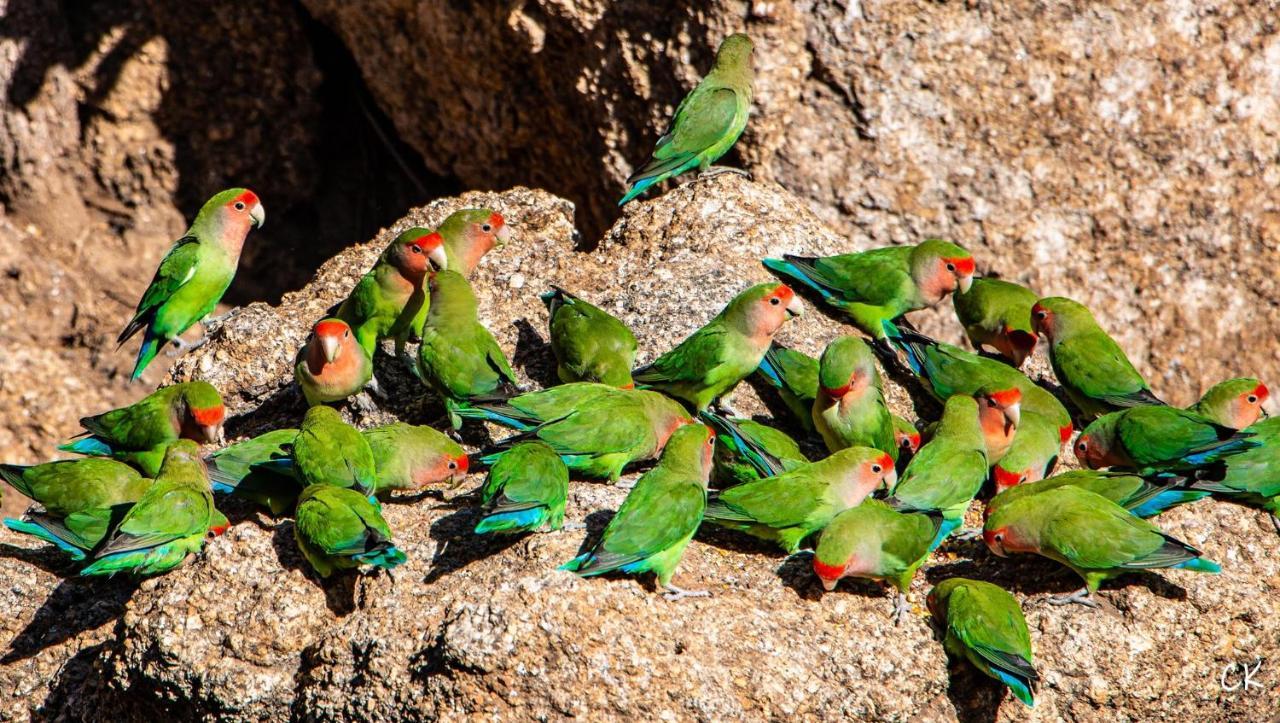 Ondudu Safari Lodge Omaruru Eksteriør bilde